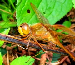 Sympetrum uniforme