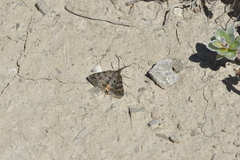 Paranotoreas brephosata