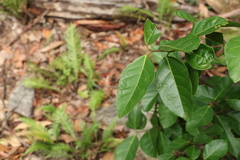 Ficus fraseri