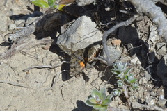 Paranotoreas brephosata