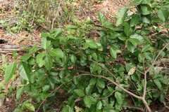 Ficus fraseri