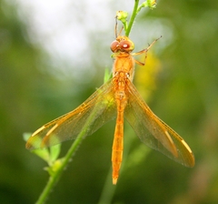 Sympetrum uniforme