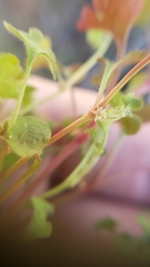 Pterostegia drymarioides