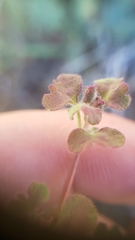 Pterostegia drymarioides