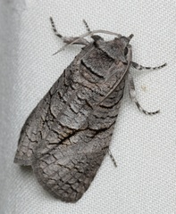 Culama anthracica