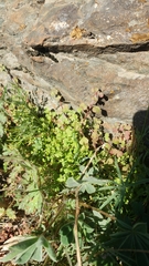 Pterostegia drymarioides