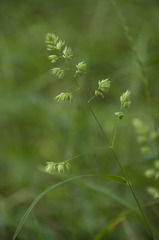 Dactylis glomerata lobata