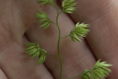 Dactylis glomerata lobata