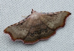 Corgatha dipyra