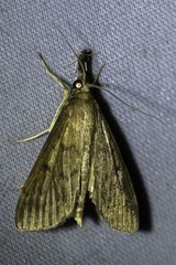 Uresiphita ornithopteralis