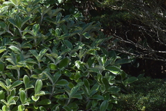 Macrolearia colensoi