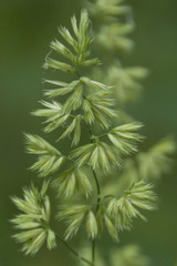 Dactylis glomerata lobata