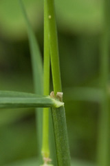 Dactylis glomerata lobata