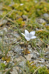 Wahlenbergia pygmaea pygmaea