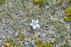Wahlenbergia pygmaea pygmaea