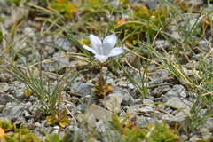 Wahlenbergia pygmaea pygmaea