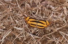 Pantoporia