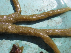Spongilla lacustris
