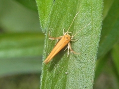 Stathmopoda skelloni