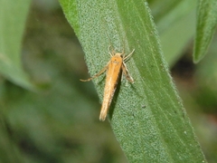 Stathmopoda skelloni