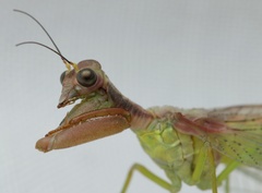 Ditaxis meridiei