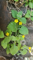 Erythranthe geniculata