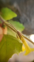 Erythranthe geniculata