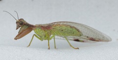 Ditaxis meridiei