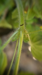 Erythranthe geniculata