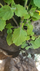 Erythranthe geniculata