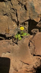 Erythranthe geniculata