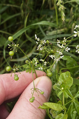 Bifora radians