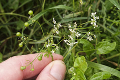 Bifora radians