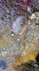 Onithochiton neglectus