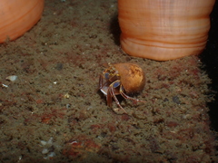 Elassochirus tenuimanus