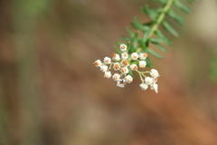 Ozothamnus rufescens