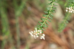 Ozothamnus rufescens