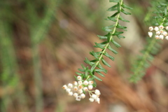 Ozothamnus rufescens