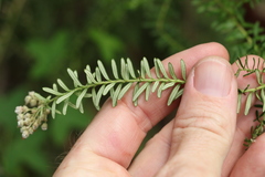 Ozothamnus rufescens