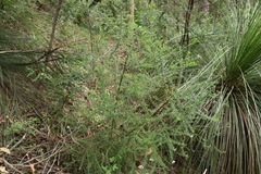 Ozothamnus rufescens