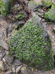 Prasiola meridionalis