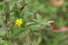 Hibbertia hexandra