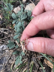 Dicentra uniflora