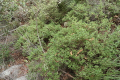 Hibbertia hexandra