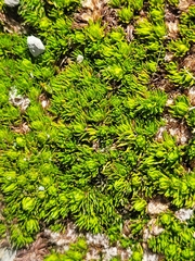Anisotome imbricata prostrata