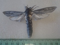 Endoxyla edwardsorum