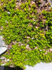 Anisotome imbricata prostrata