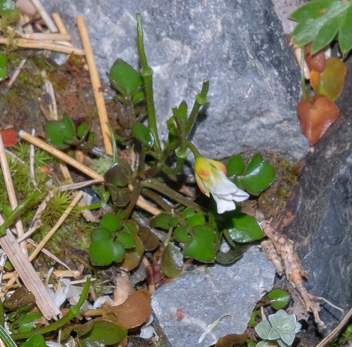 Cardamine bilobata