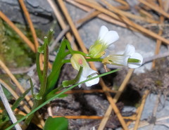 Cardamine bilobata