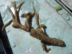 Spongilla lacustris